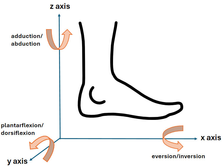 ankle rotation