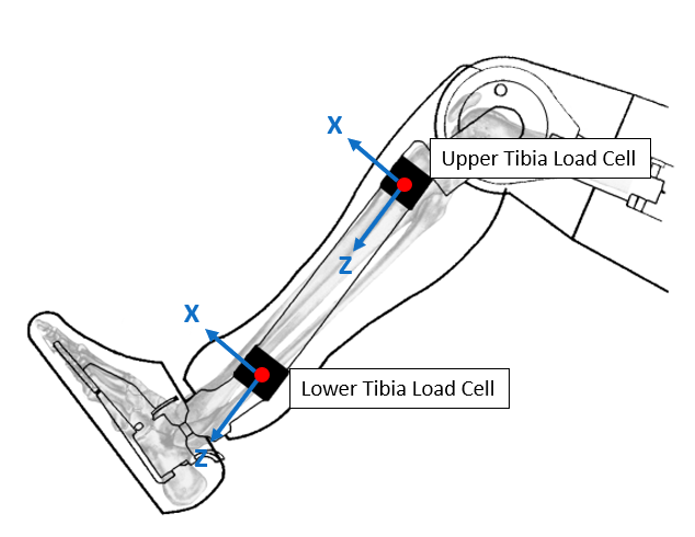 Hybrid III Tibia Labeled Zuby