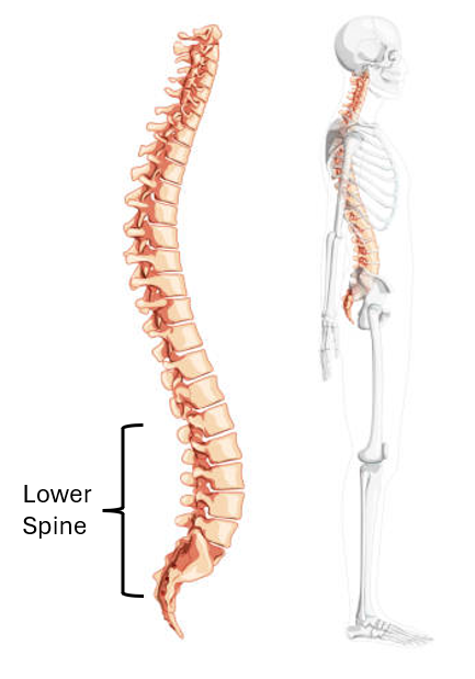 Lower Spine