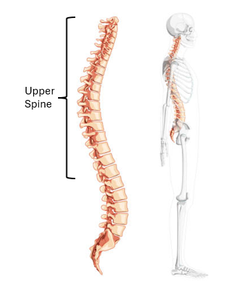Upper Spine